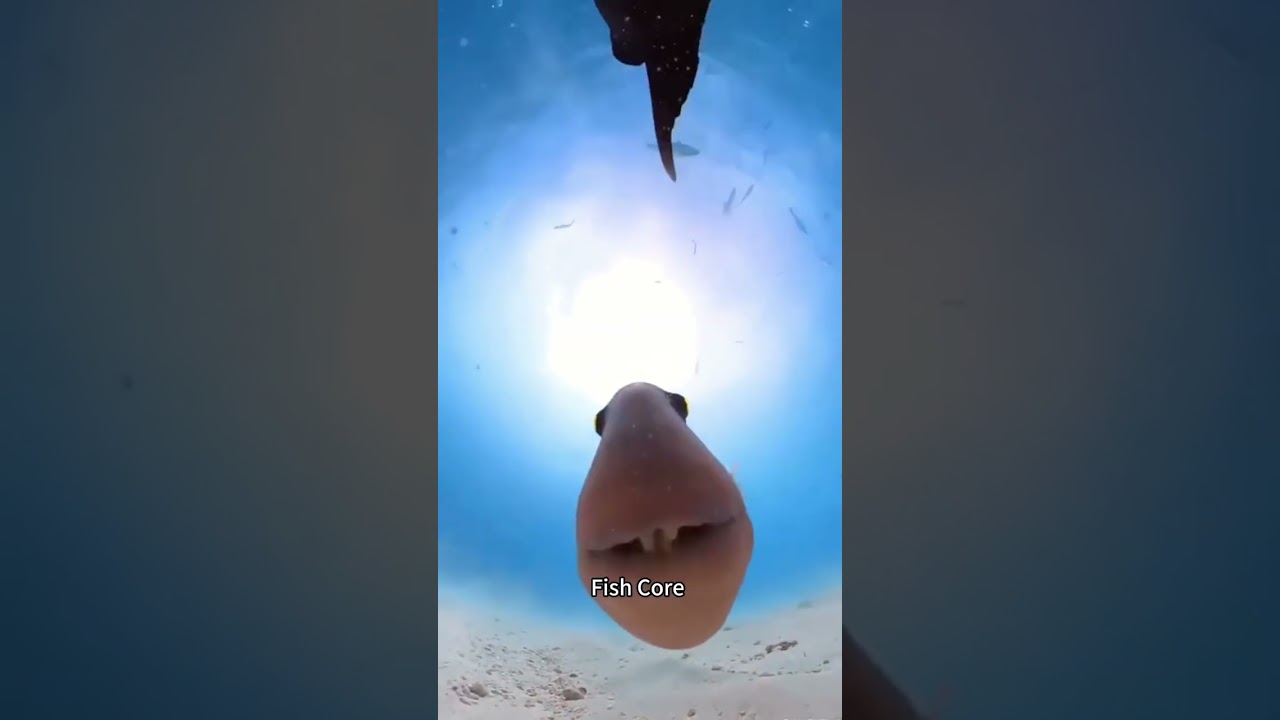 Funny fish core 🐠 🐟😂