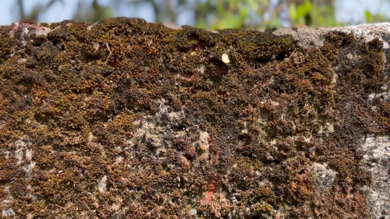 Ants and Nuts