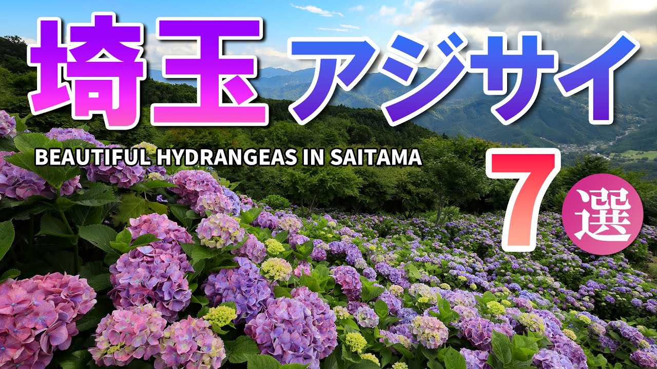 埼玉のあじさい名所7選/梅雨に行きたい絶景スポット/紫陽花/埼玉観光旅行vlog