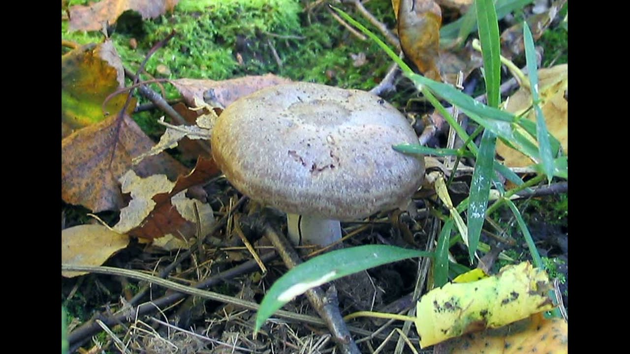 Lactarius flexuosus