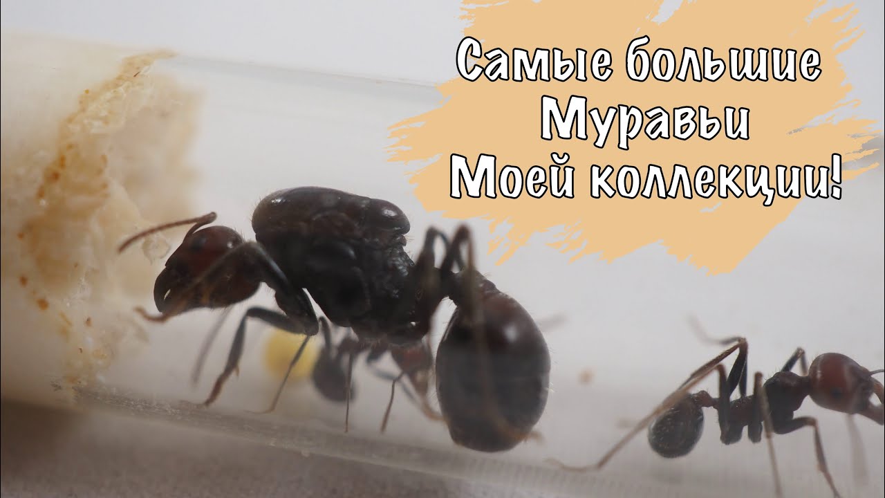 САМЫЕ БОЛЬШИЕ МУРАВЬИ - Messor cephalotes