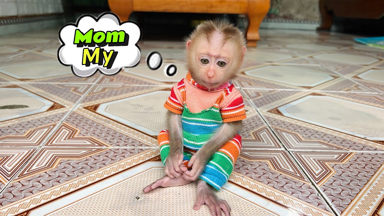 baby monkey Tina sat crying because she couldn't find her mother