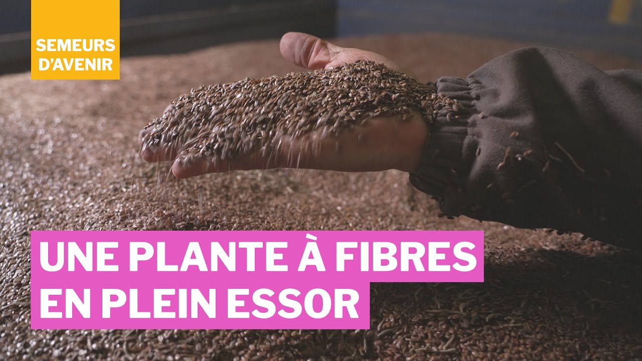 Le lin : une plante à fibres en plein essor