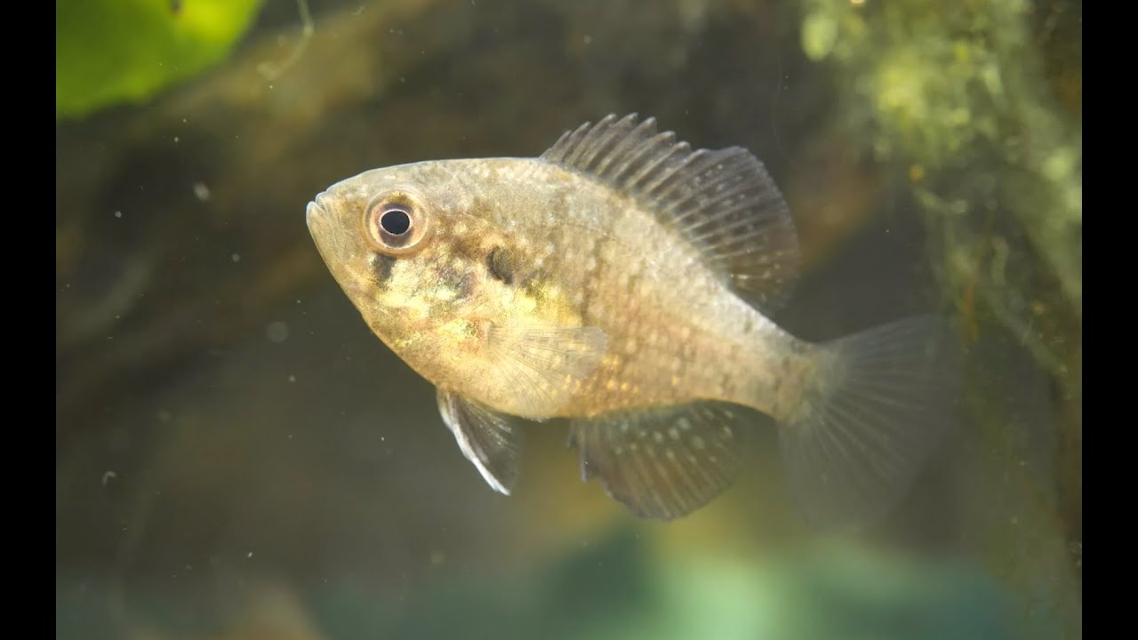 Kaltwasserfische im Garten
