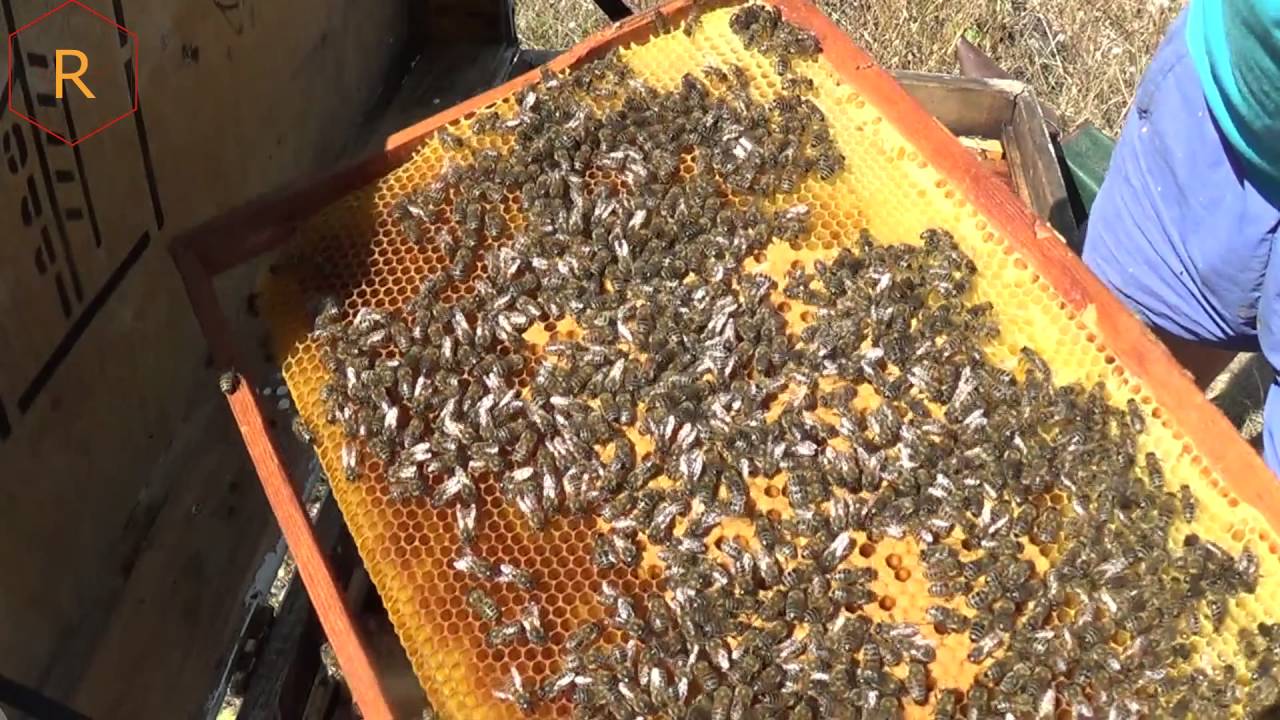 Сокращаем гнездо после качки мёда, пасека летом