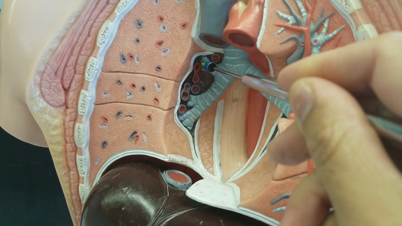 Lower respiratory tract - Trachea, Bronchi, Lung