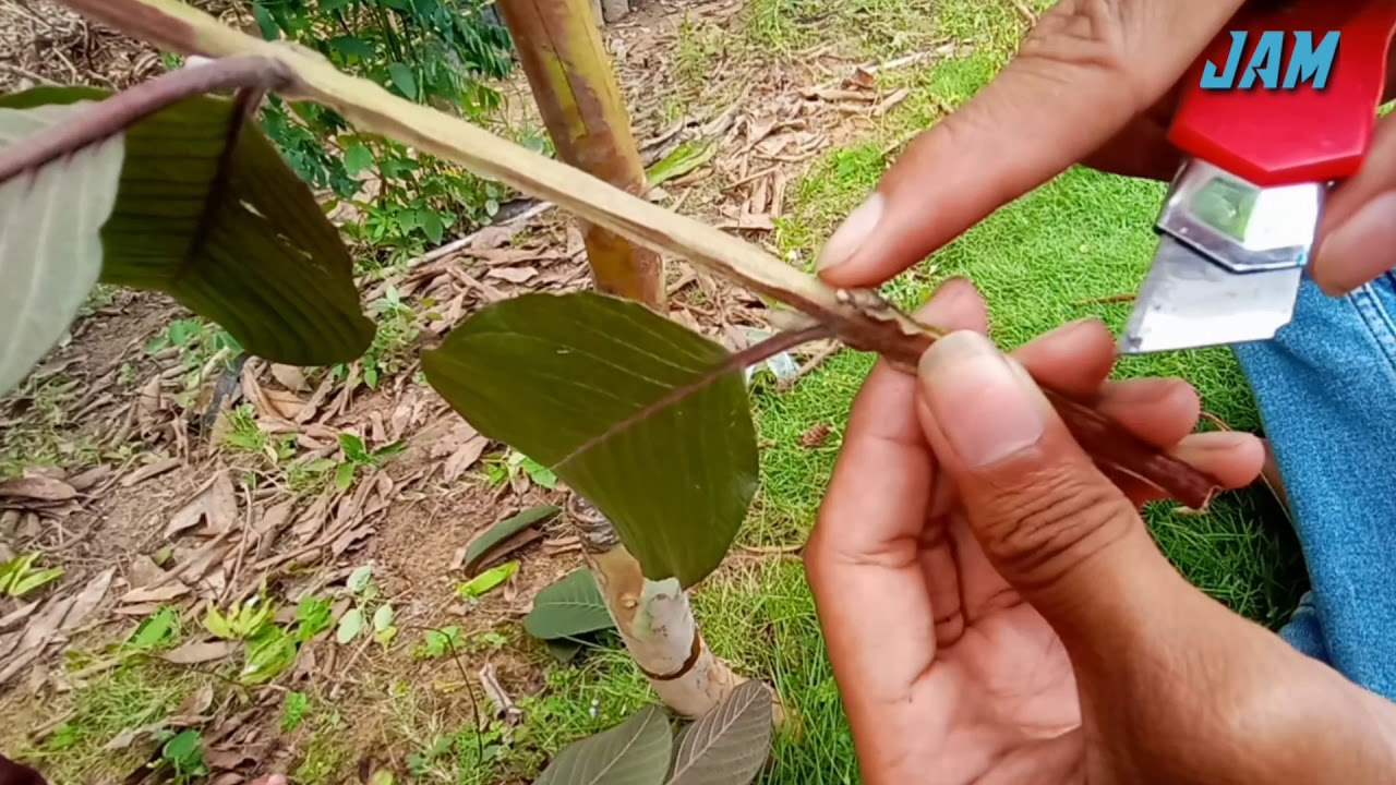 Grafting jambu biji merah Australia Tempel mata tunas