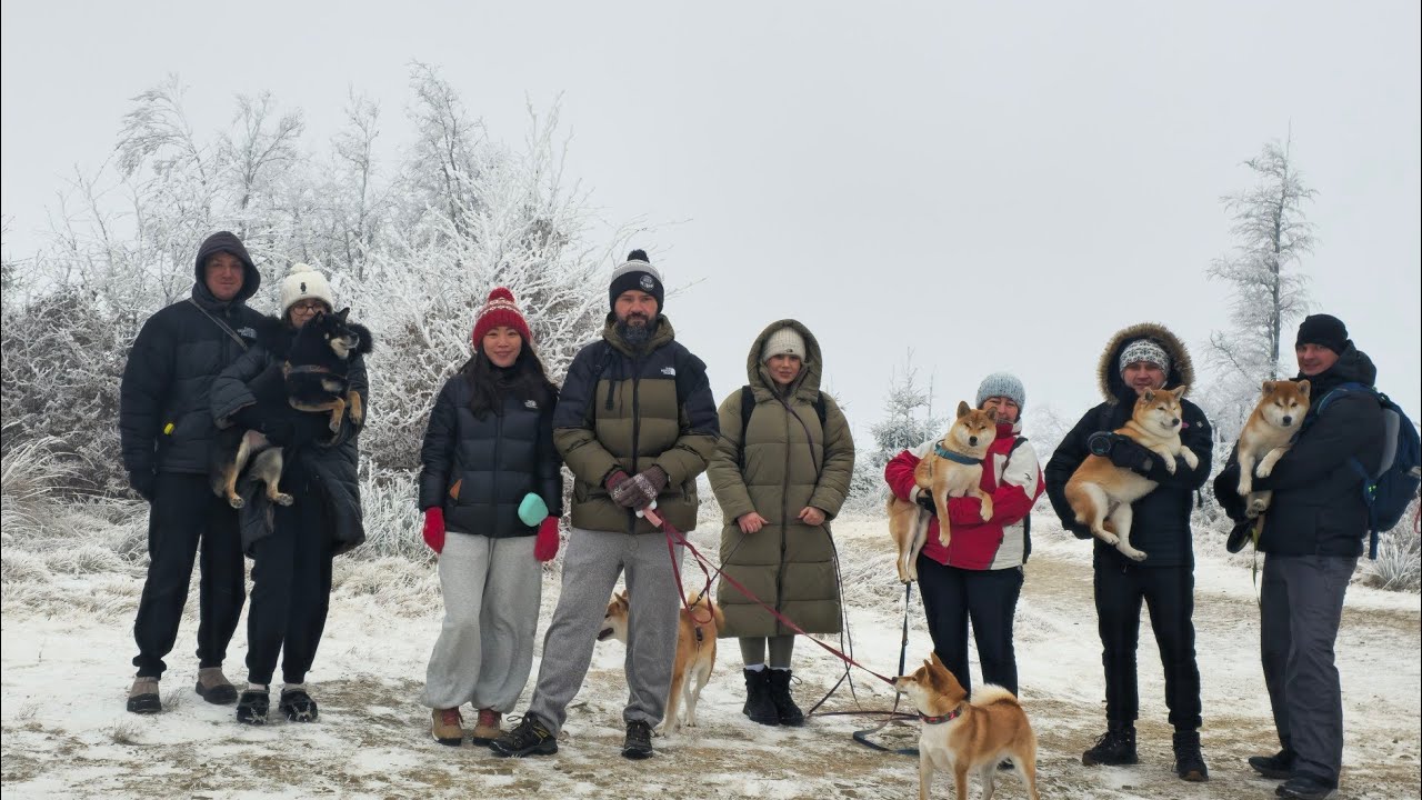 Spotkanie Shiba inu 28.12. 2025 Szyndzielnia 4K