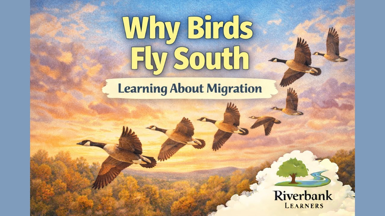 Why Birds Fly South