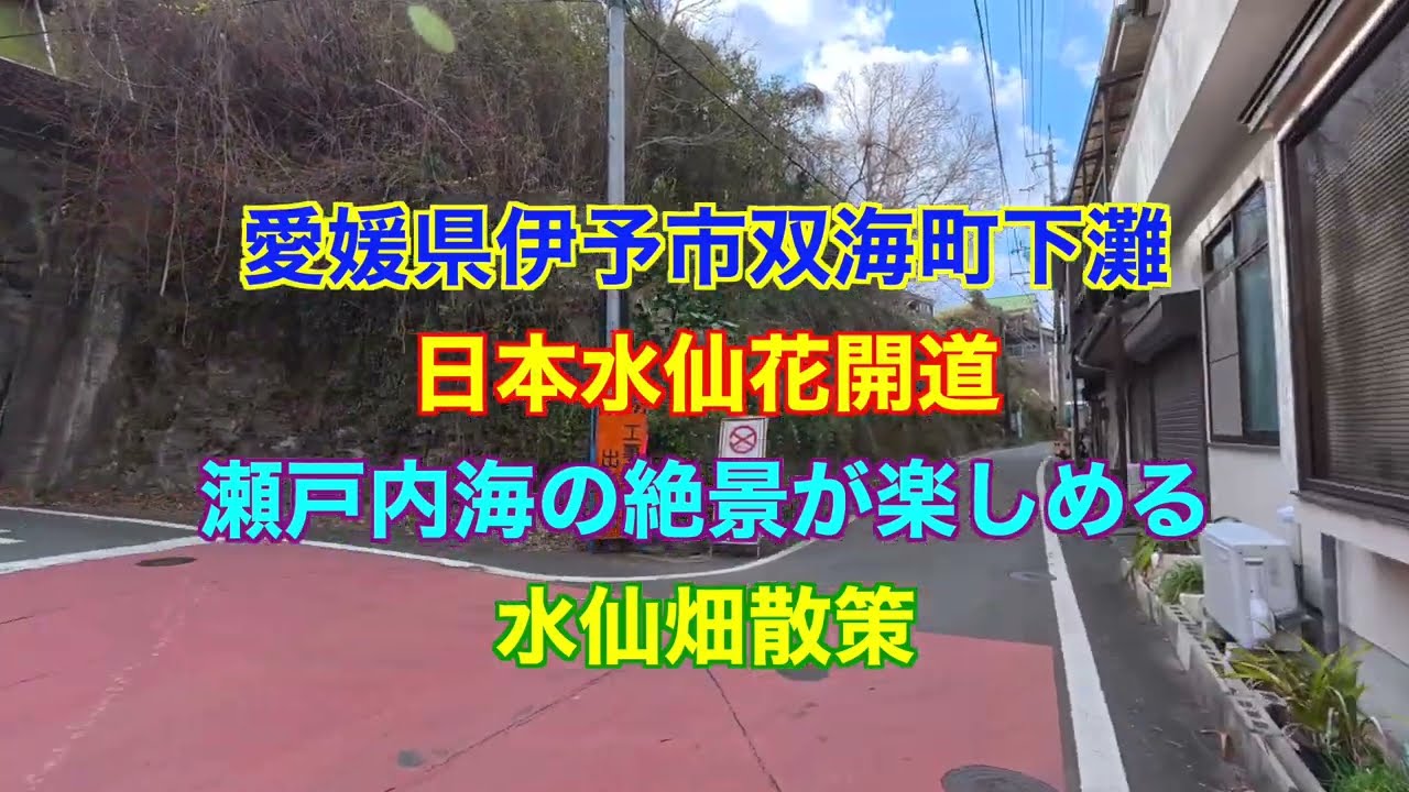 愛媛県伊予市双海町 日本水仙花開道散策