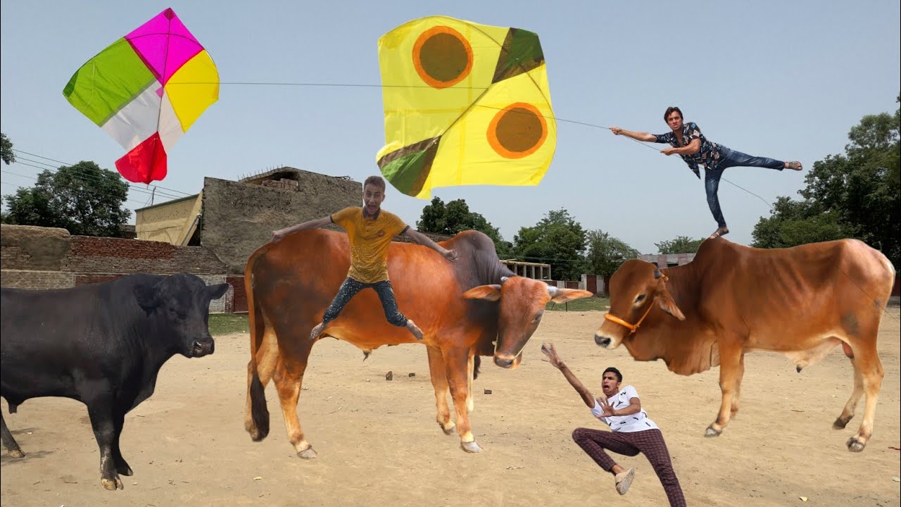 Sherla Kite Flying Vs 3 Eid Cow