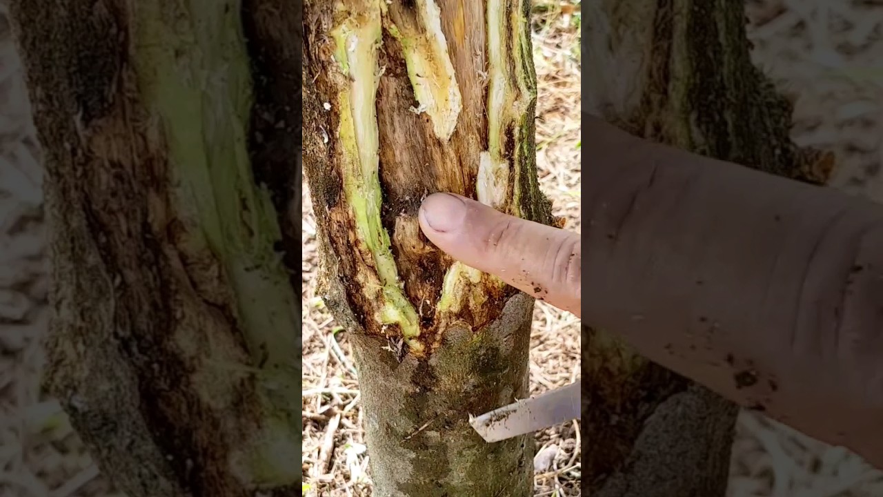 HONGO GOMOSIS EN C&Iacute;TRICOS #limon #citricos