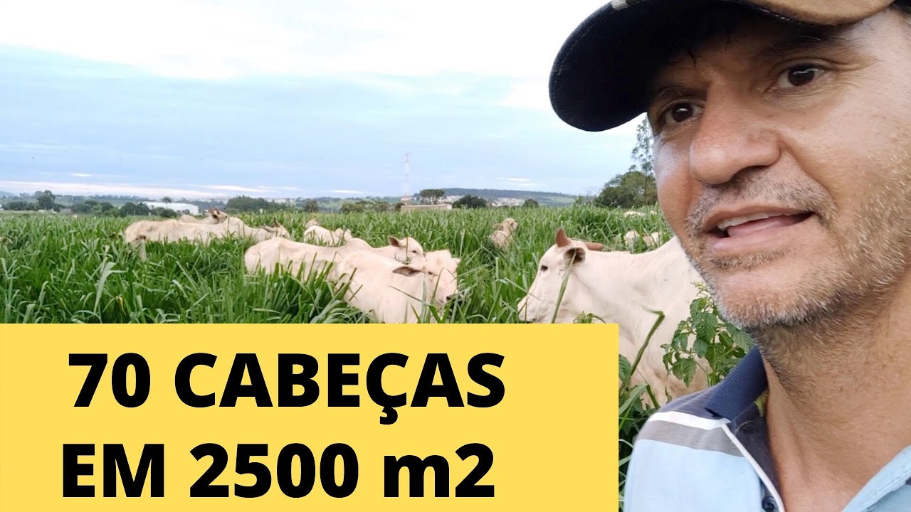 Fui obrigado a colocar 70 cabeças em 2500m2 de capim - PARTE 1
