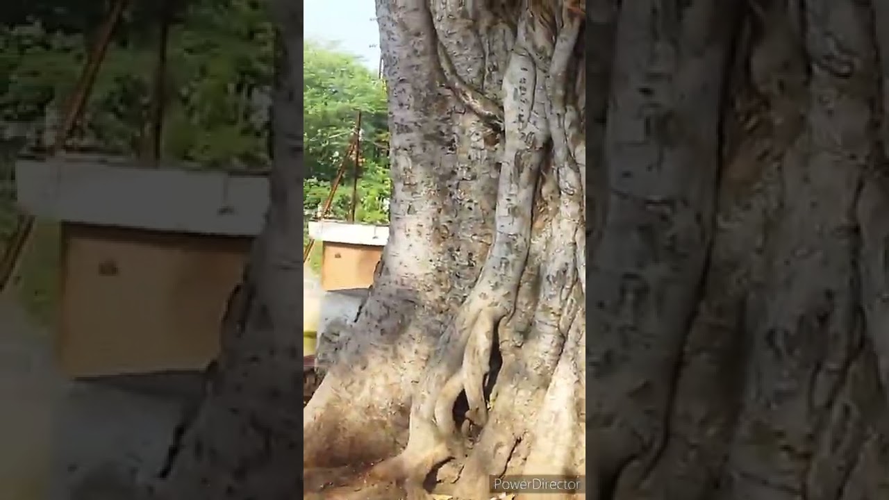 PANCHAKKI | AURANGABAD MAHARASHTRA | YS NET TV | YS NET TV 1
