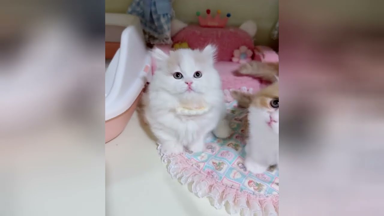 Find joy in the simple playfulness of small kittens