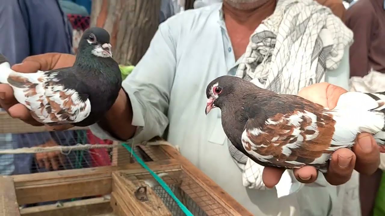 Famous Pigeon Market | Punjab Ki Sub Bari Kabootar Mandi
