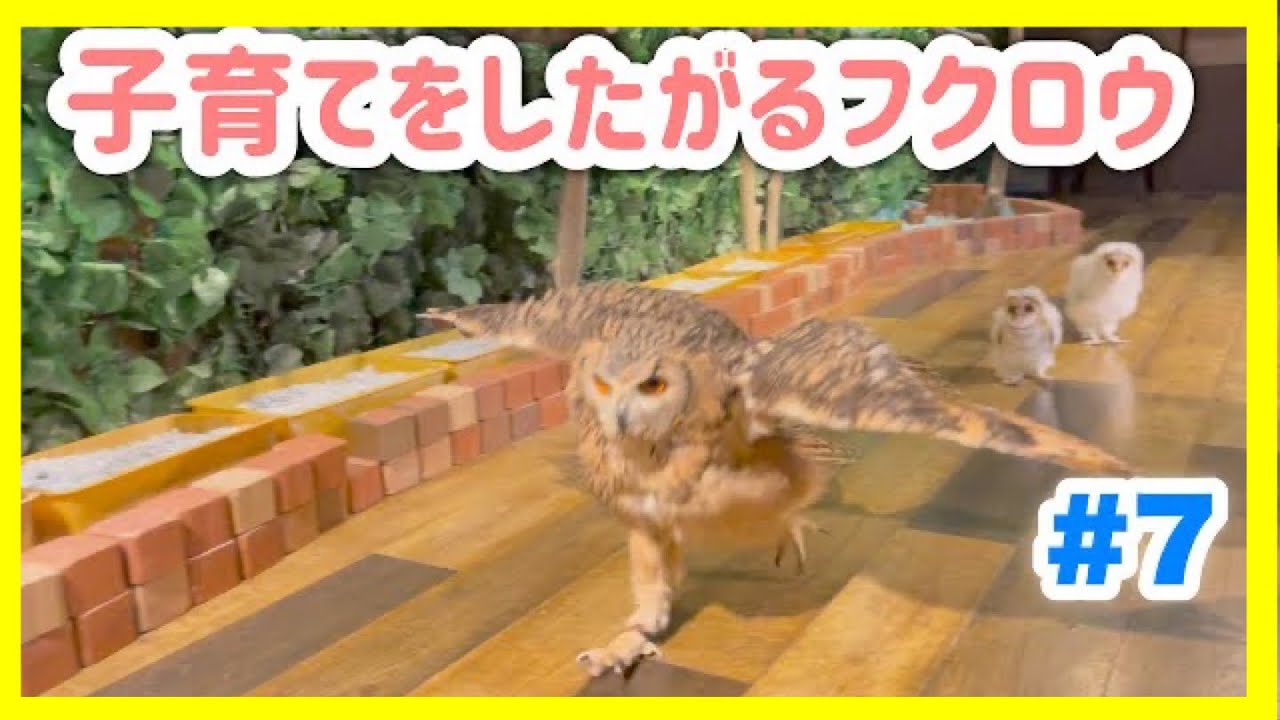 【貴重映像】今年も子育てをしたがるフクロウ#7【ベンガルワシミミズク】