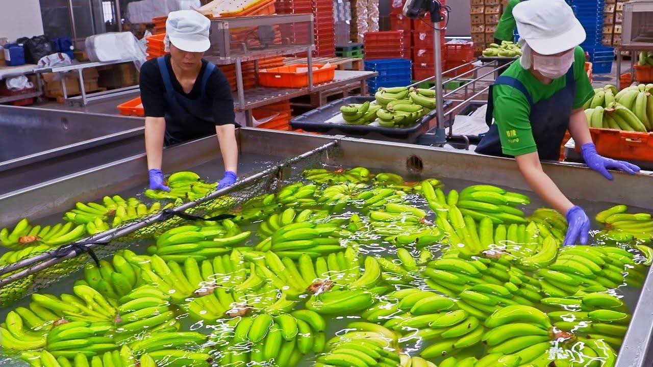 Big reveal！How Millions of Big Banana Harvested & Processed/大揭密！豐盛的香蕉採收及加工過程/藝隆農產