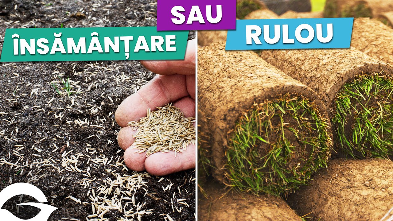 Însămânțare sau gazon rulou, asta este întrebarea