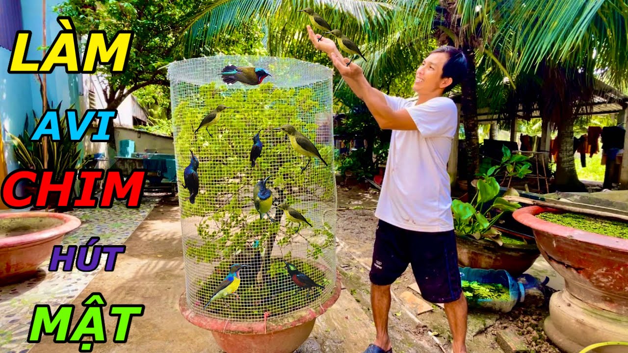 Làm Avi Siêu Đẹp Cho Chim Đỗ Quyên Chim Hút Mật Bằng Chậu Kiểng | Anh Tư Khải Tv