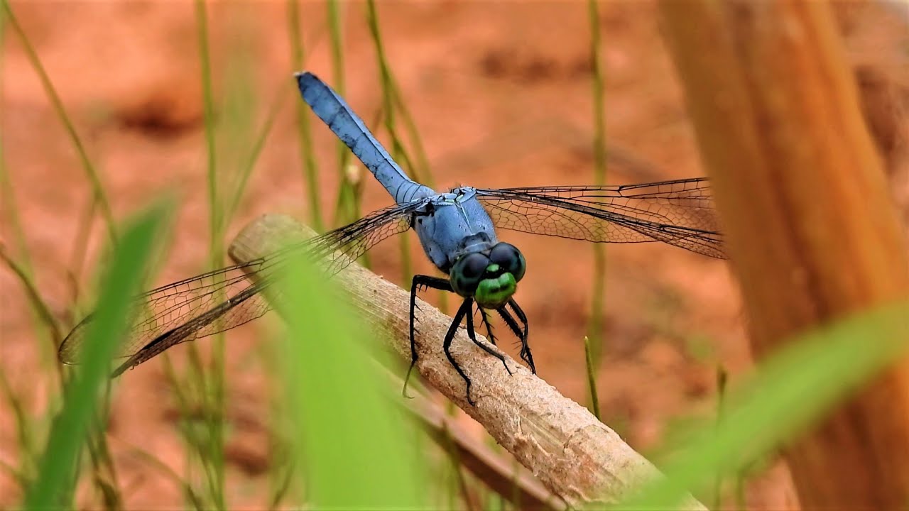 4K Dragonflies, Beautiful Butterflies, Bees and Birds - Relaxing transition from day to night  P1000