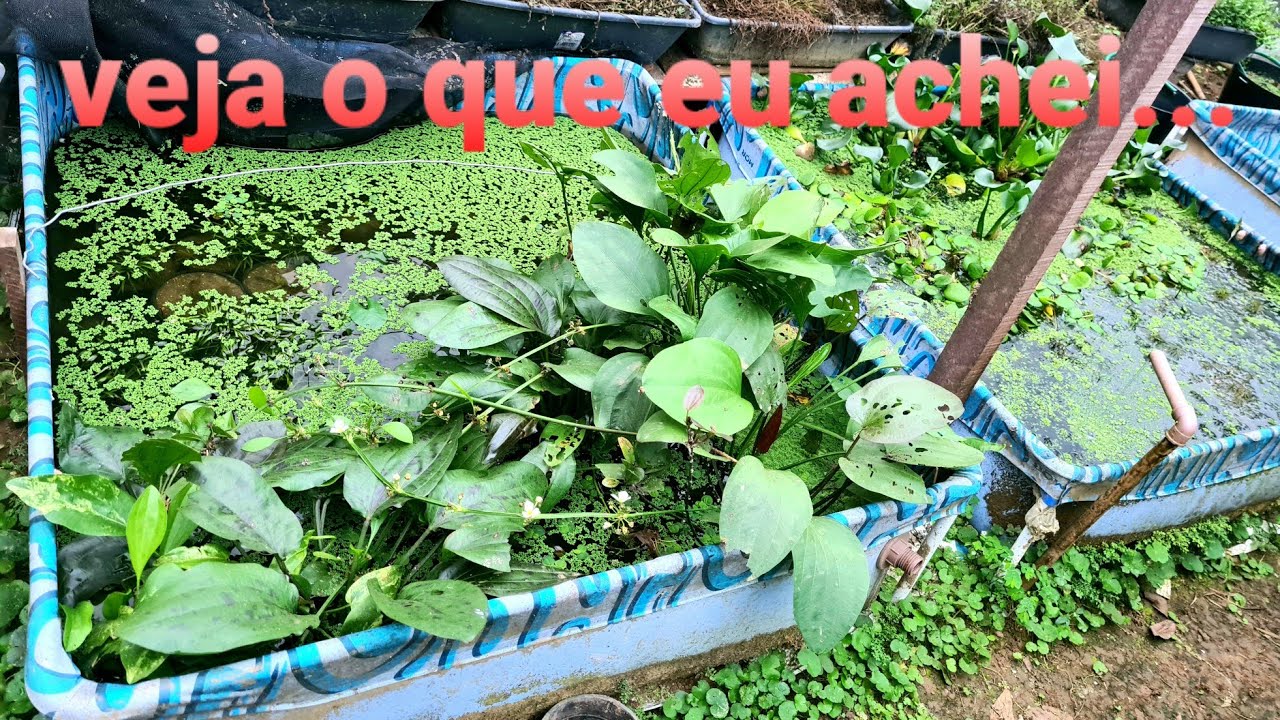 Tirando os peixes da piscina , veja os peixes que achei !