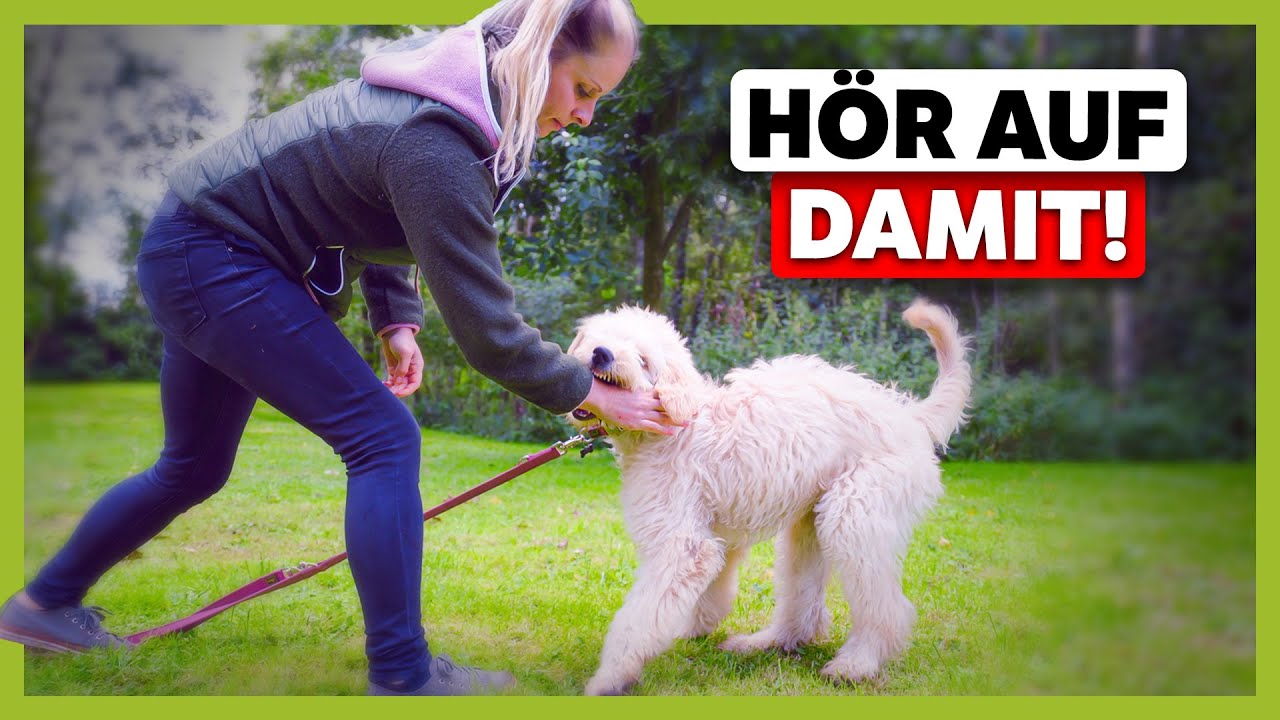 Hund nimmt dich NICHT ernst ► So löst du Missverständnisse in der Kommunikation | Live-Training