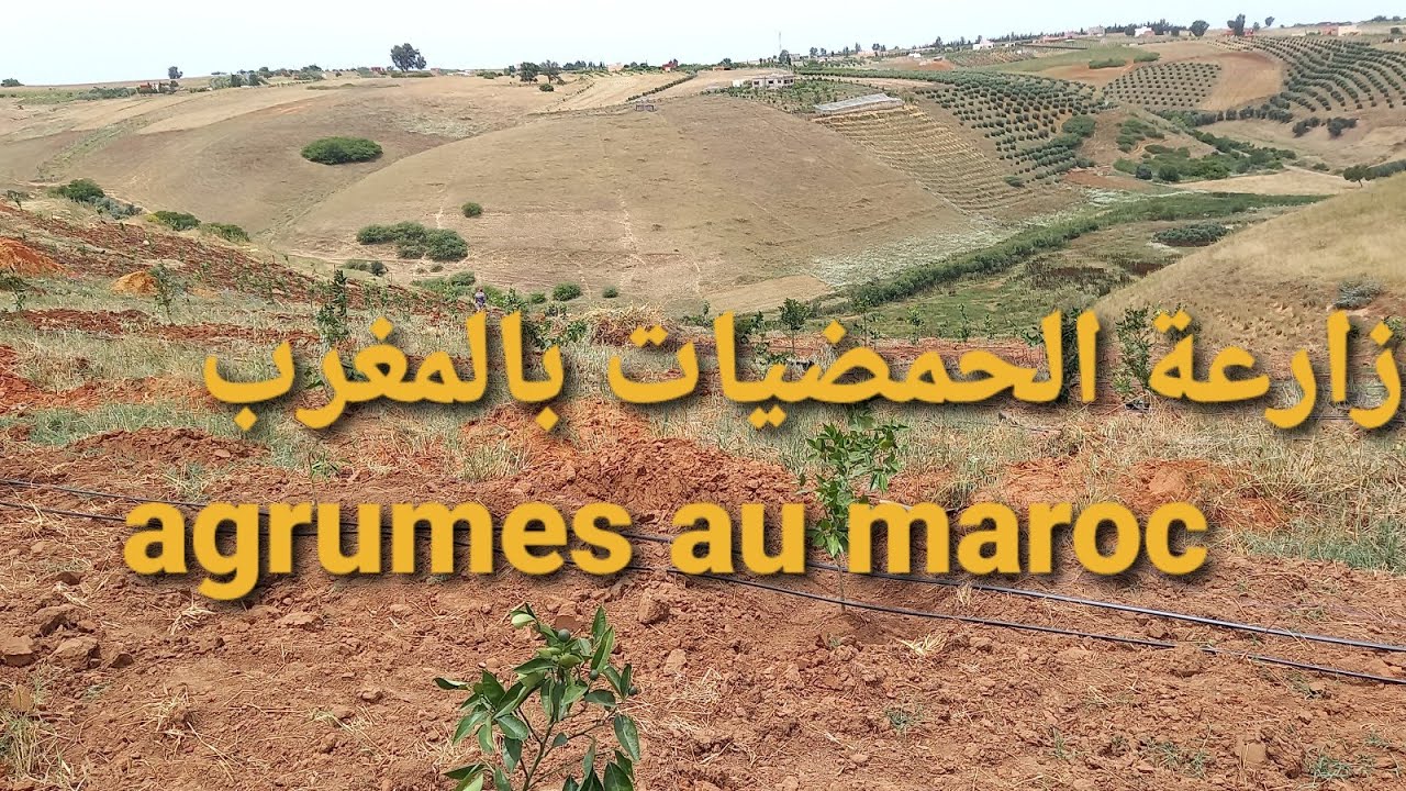 زراعة الحمضيات بالمغرب agrumes au maroc