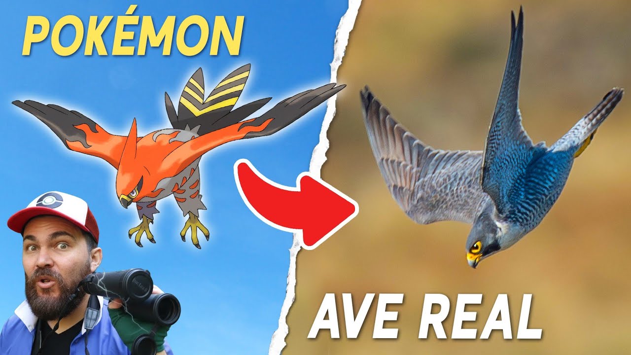 Pokémons Foram Inspirados em Aves Reais?! Veja as Verdadeiras Espécies