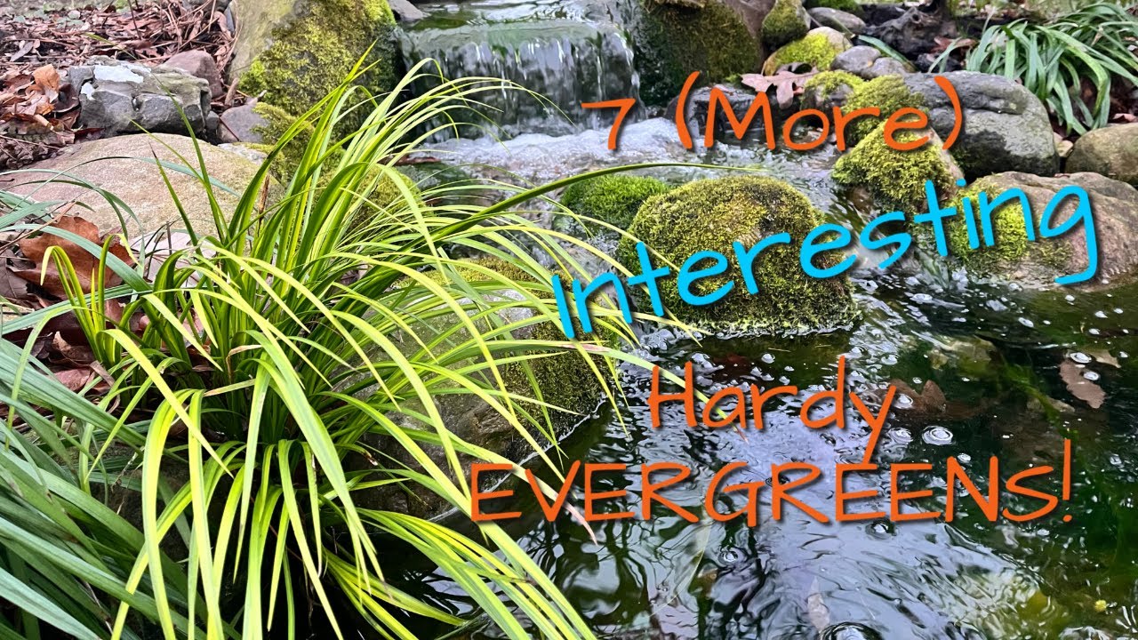 7 Unique Cold Hardy Evergreens | The Barefooted Gardener