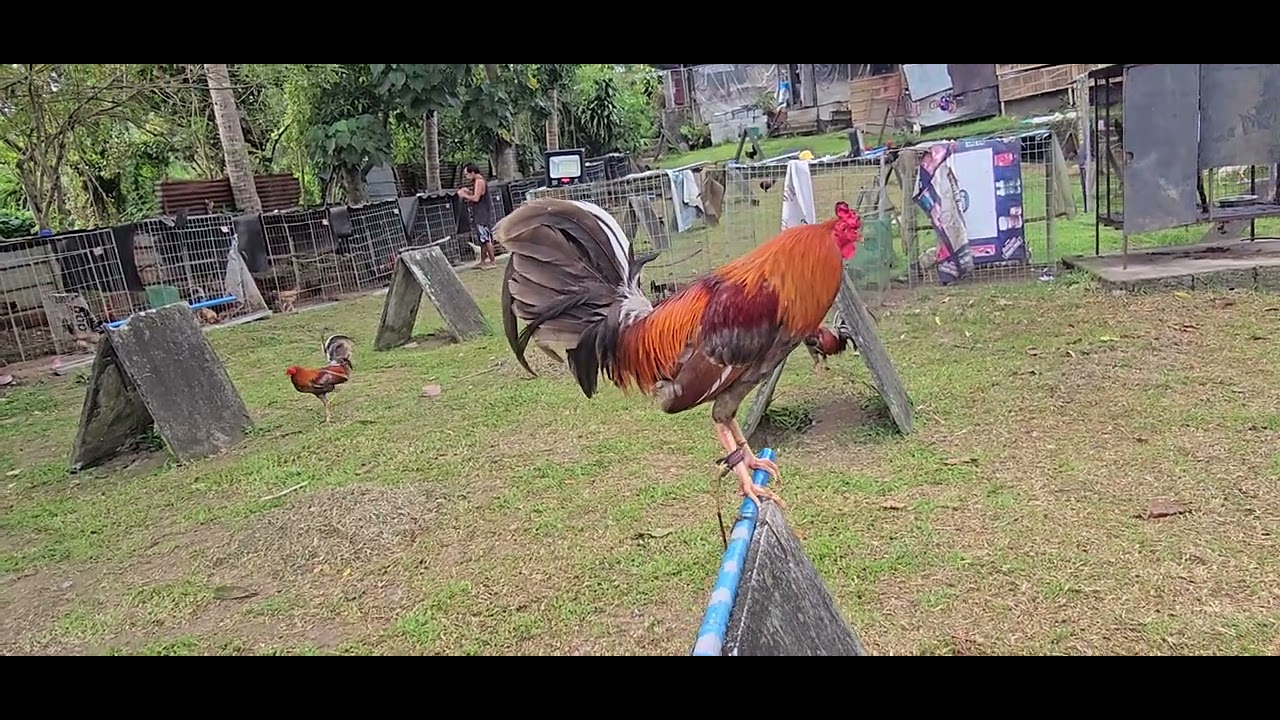 Broodcock and cock bisitahin