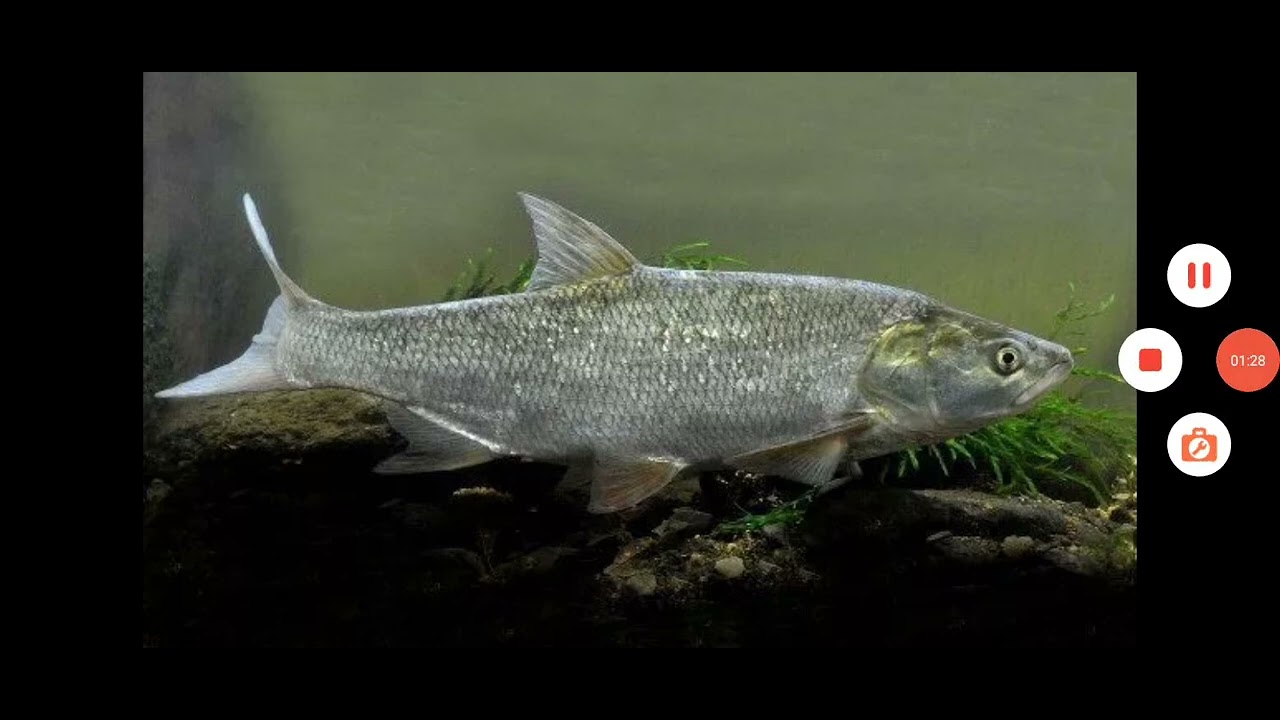 ЖЕРЕХ-что за рыба?🐟