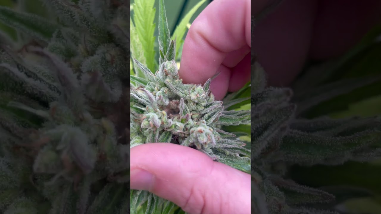 Bud rot bitch strikes again&hellip;