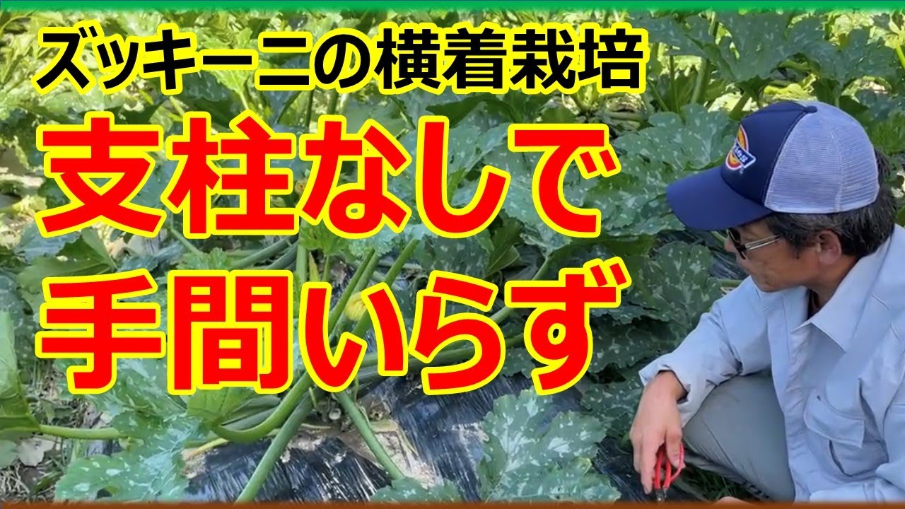 支柱なしでズッキーニを栽培する方法
