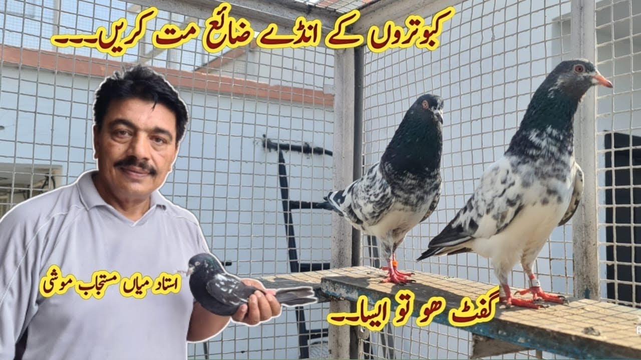 Kabootar k Anday Zaya na kia karain || Ustad Mian Mustajab Moshi