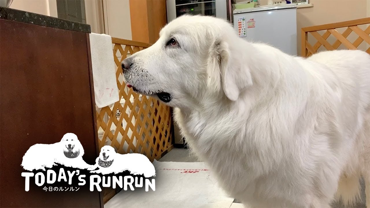 もらうと決めたらもらうんです！辛抱強くねだるルンルンです　Great Pyrenees　グレートピレニーズ