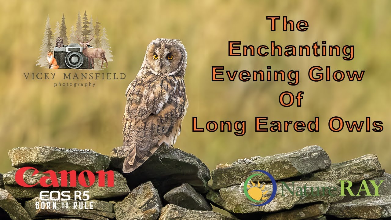 An Evening Glow of Long Eared Owls