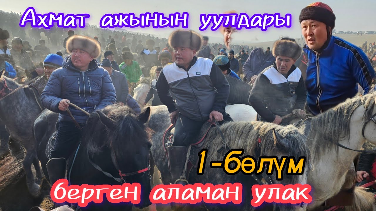 Ахмат ажынын уулдары берген Чон аламан улак:Ноокен району Бүргөндү айылы 21.12.23.1-бөлүм