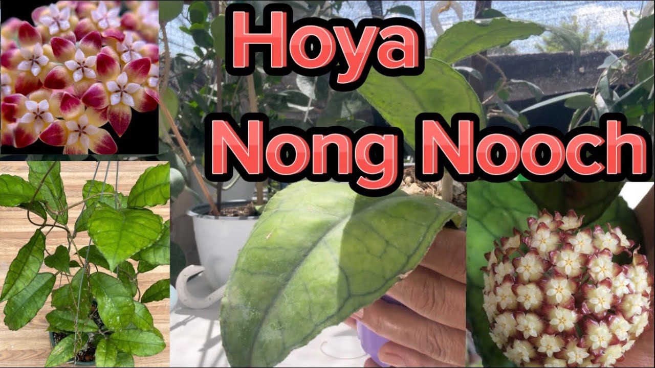 💚Hoya Nong Nooch 🤩¡Chulada de ejemplar.!🥰Me enamora este tipo de hojas.💚