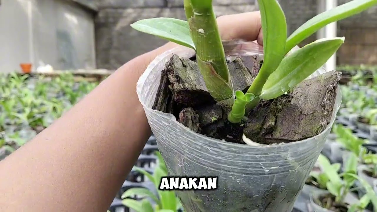 Dendro murah 100ribu dapat 4pot rimbun 🌸 minat wa.me/6285791604896