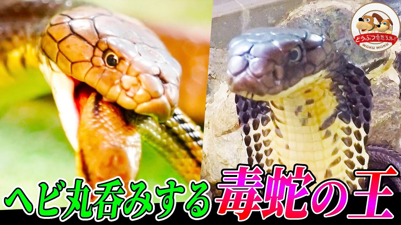 【閲覧注意】世界最大の毒蛇・キングコブラが他のヘビを丸呑みする衝撃映像！ゾウでも危ない毒の強さと攻撃力を解説【どうぶつ奇想天外／WAKUWAKU】