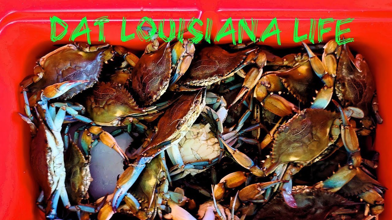 Using Set Nets to Catch Louisiana Blue Crabs! (Catch & Cook)