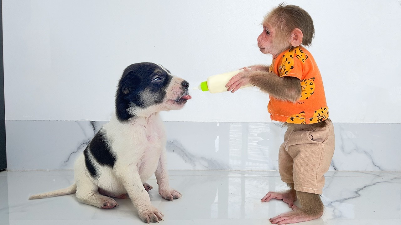 Super Monkey Cubis Rescued Poor Abandoned Hungry Puppy!😭!