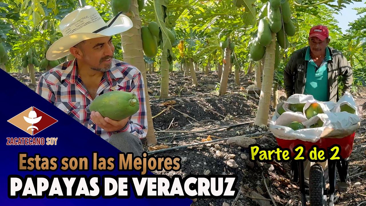 EXPERTO REVELA SUS SECRETOS para las mejores papayas