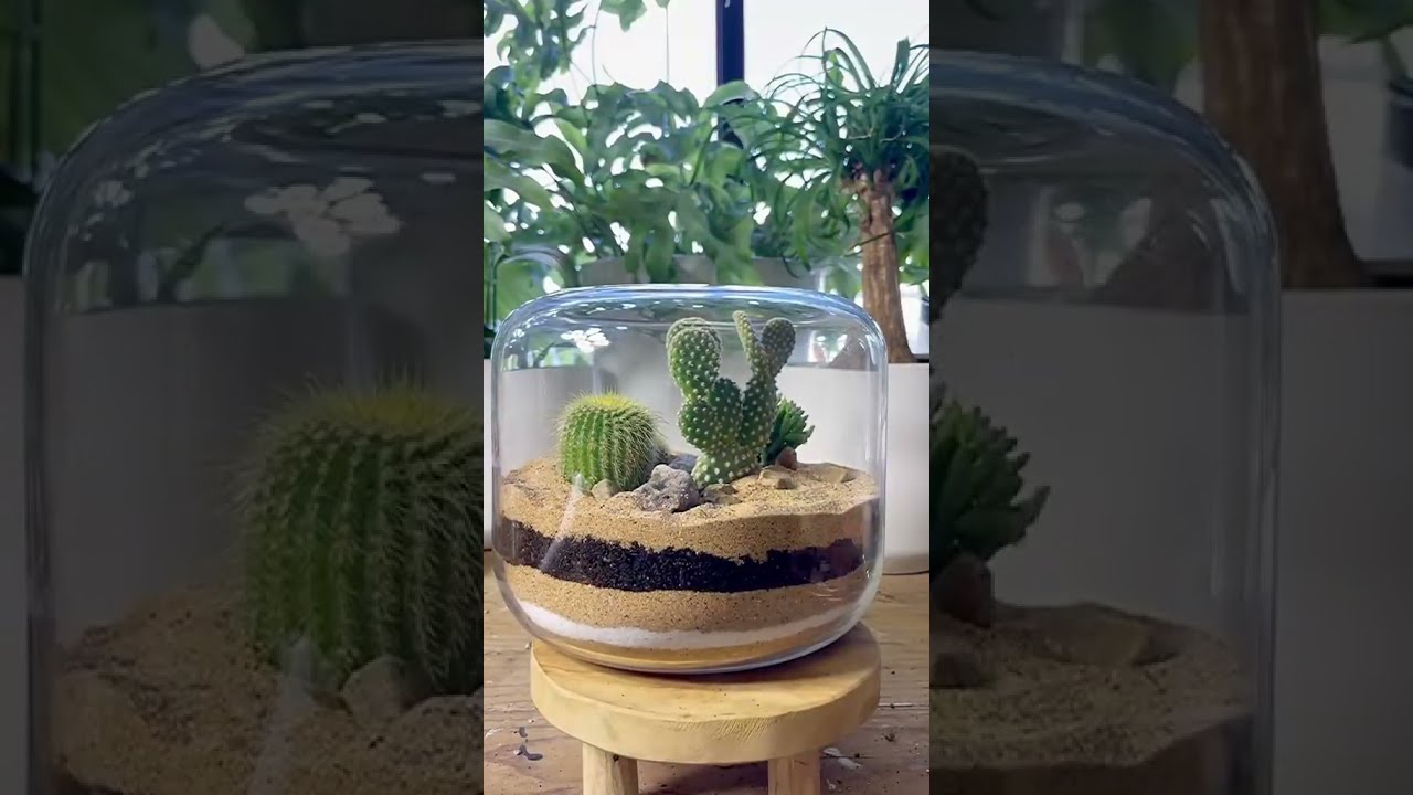 Montando um  terrario com cactos #suculentas  #terrario de suculentas #cactos #terrario de cactos