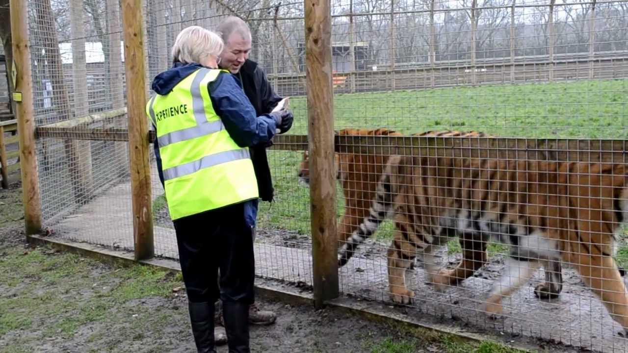 Gillian's 50th birthday suprise, Tiger Experience,at wingham wildlife park.