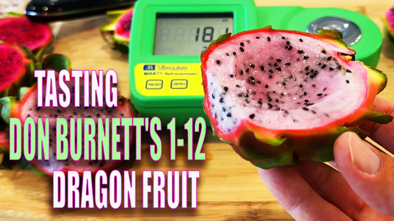 DON BURNETT'S (1-12) DRAGON FRUIT TASTE AND REVIEW / FEATURING Queen Daenerys, Connie GEE & Honesty