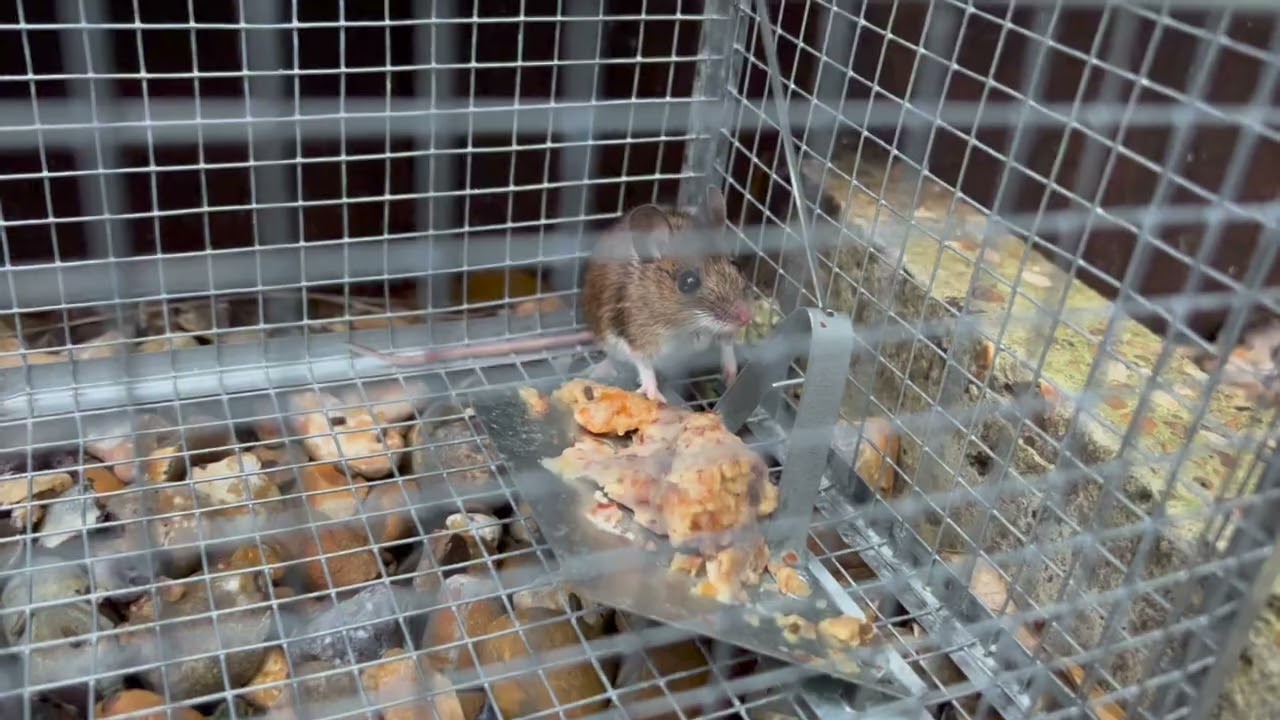 Best rat traps  - these work great on mice too