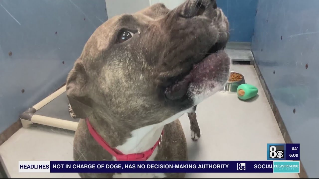 Las Vegas animal shelter sees adoption surge, but intake stays high