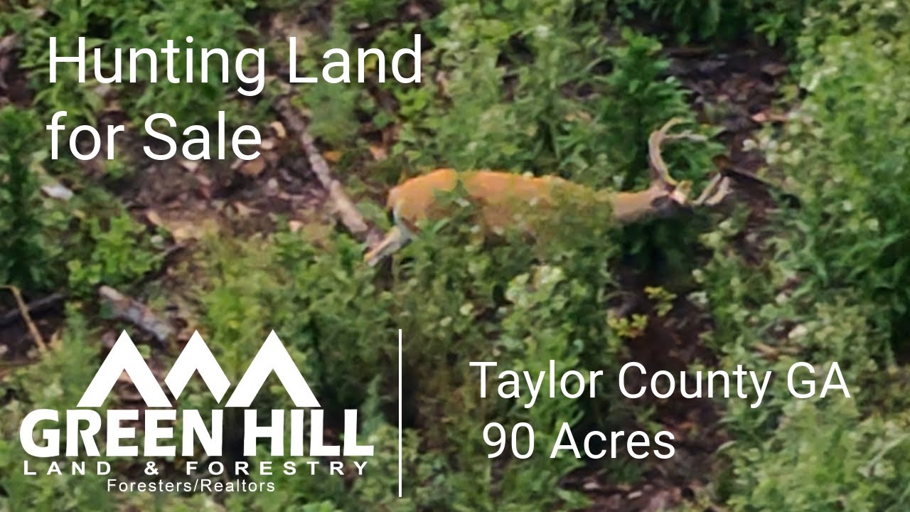 Prime Hunting Land for Sale | Taylor County GA - 90 Acres